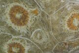 Polished Fossil Coral (Actinocyathus) - Morocco #100658-1